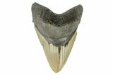 Fossil Megalodon Tooth - North Carolina #165420-1